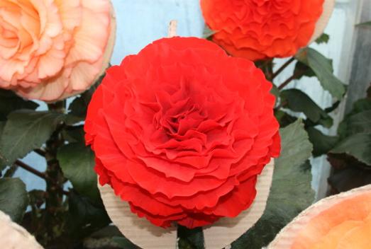 B. ‘Beacon’